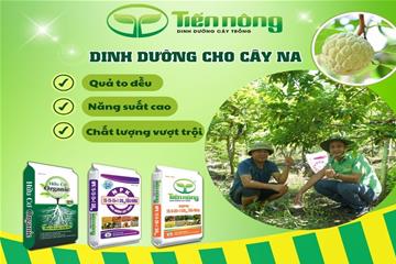 Phân bón Tiến Nông cho quả Na ngọt thơm tại vùng đất Nho Quan - Ninh Bình