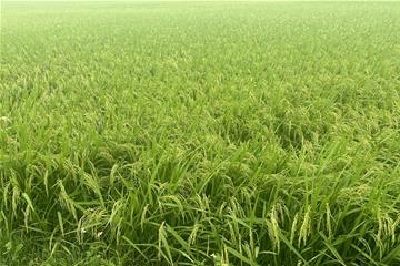 Tiến Nông- Tiên phong chuyển đổi sản xuất theo hướng nông nghiệp xanh, tuần hoàn và bền vững