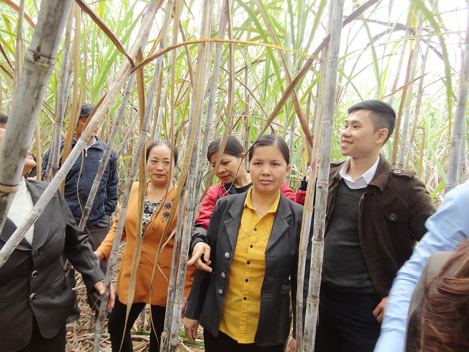 Hội nghị đầu bờ và tổng kết mô hình sử dụng phân bón Tiến Nông chuyên dùng cho cây mía