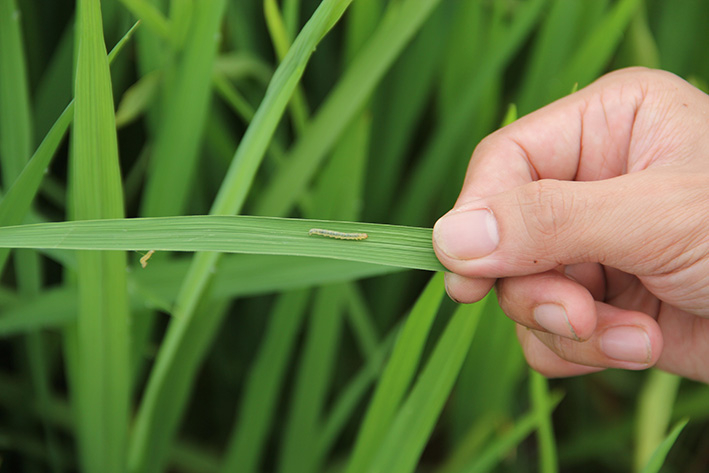 Khuyến cáo phòng trừ sâu hại lúa giai đoạn chuyển mùa xuân – hè