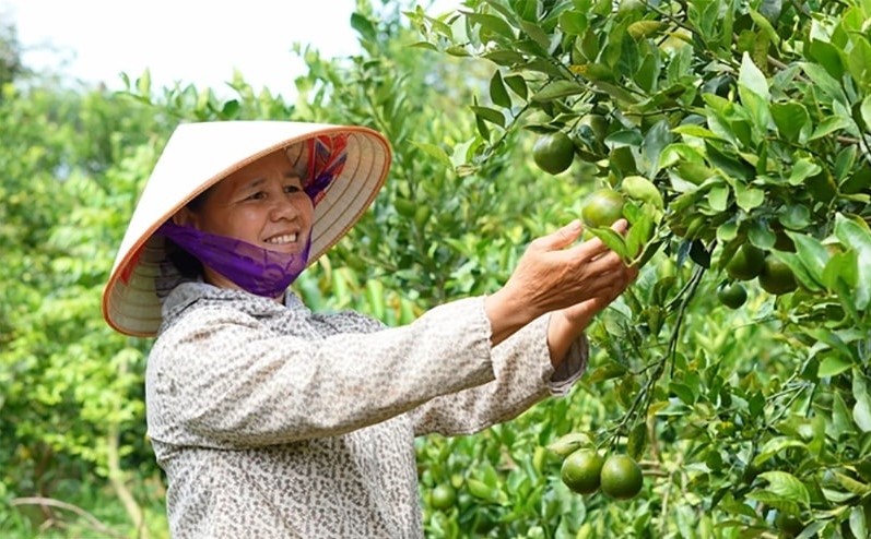 Chiến lược chăm sóc vườn cây ăn trái an toàn – hiệu quả trong mùa mưa bão