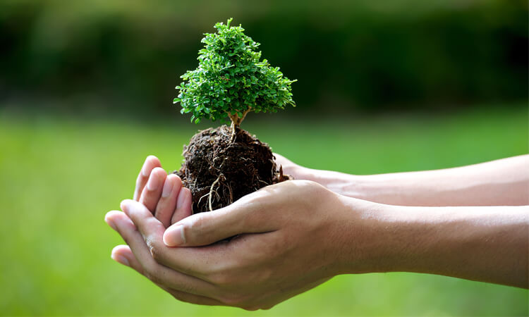 Những loại cây âm thầm làm sạch đất – Bạn đã biết?