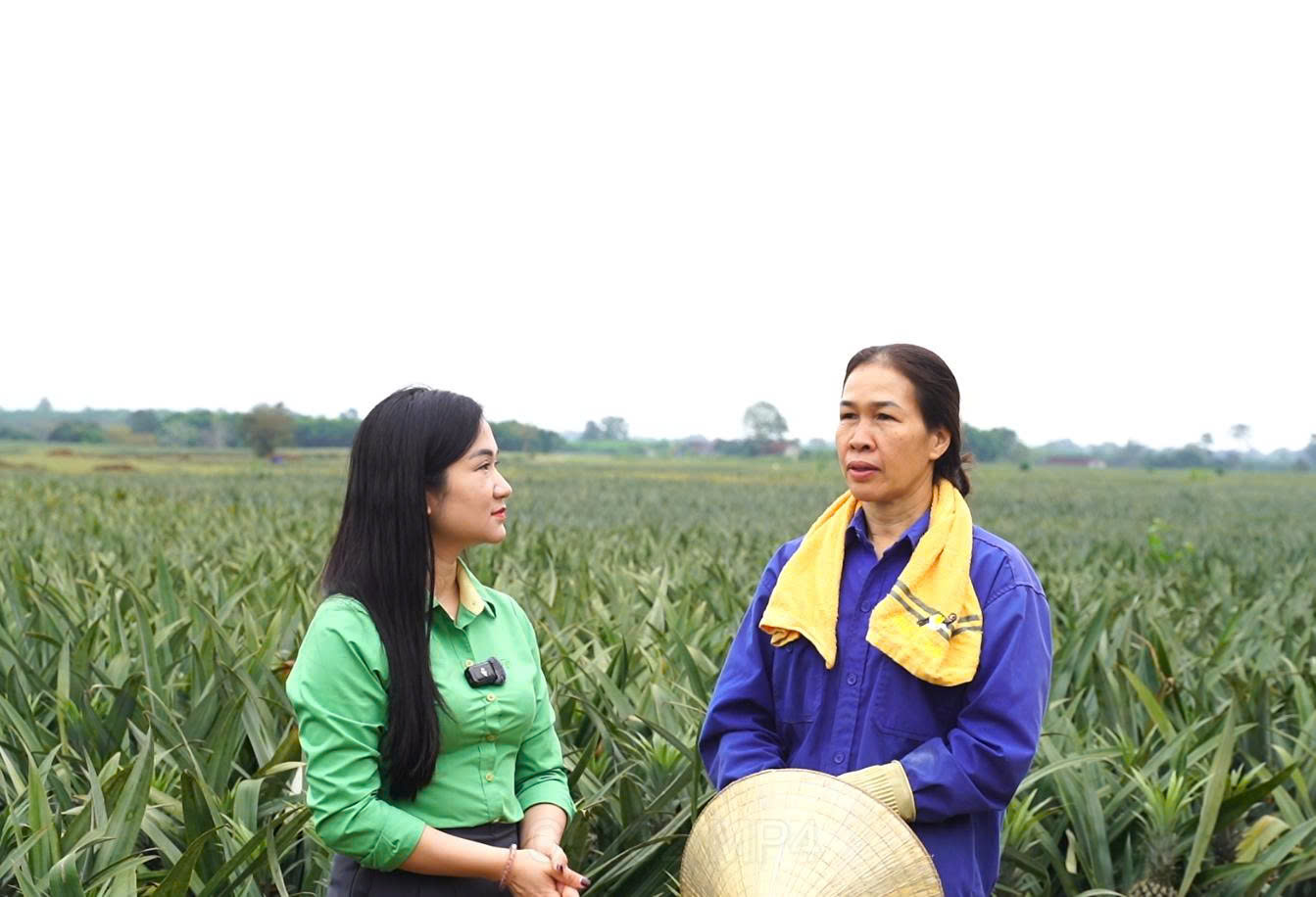 Mô hình canh tác hiệu quả nhờ giải pháp dinh dưỡng Tiến Nông: “Hô biến” đất đồi thành “mỏ vàng” từ cây dứa