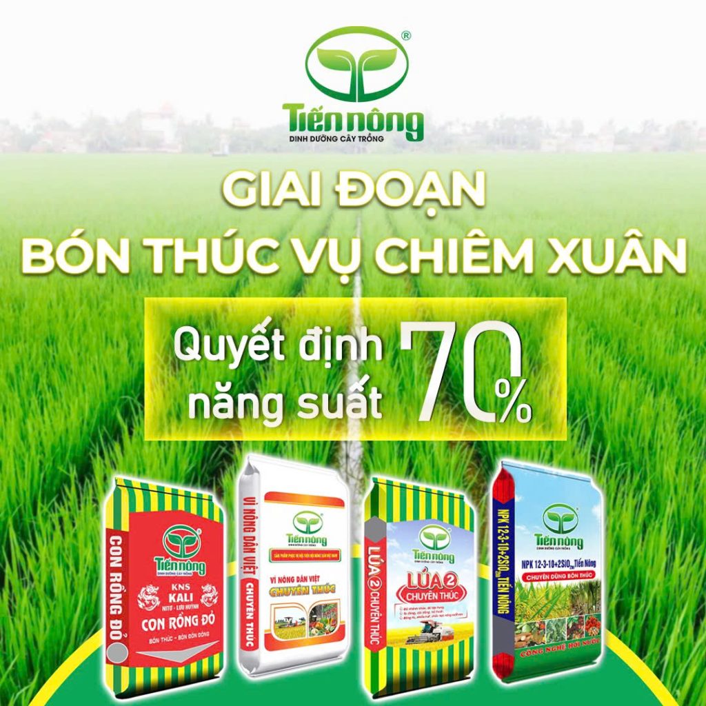 GIẢI PHÁP DINH DƯỠNG CHO CÂY LÚA GIAI ĐOẠN LÀM ĐÒNG: NỀN TẢNG QUYẾT ...