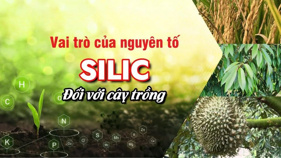 Giải mã vai trò của Silic: Giải pháp khoa học giúp nhà nông tiết kiệm chi phí thuốc bảo vệ thực vật